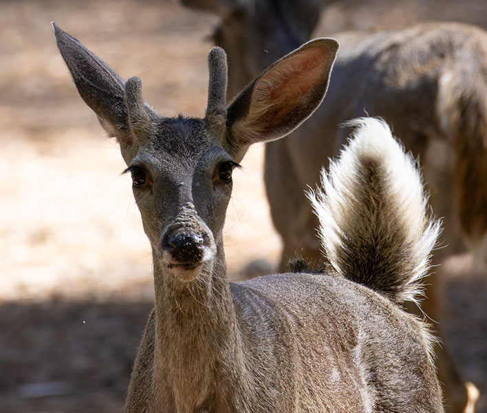 Coues Deer Arizona White-tailed Deer Odocoileus virginianus couesi