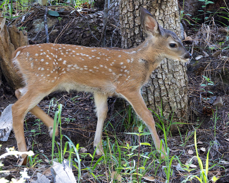 Coues Deer Arizona White-tailed Deer Odocoileus virginianus couesi