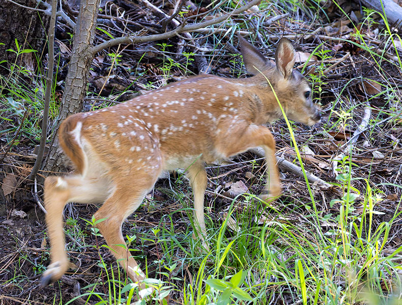 Coues Deer Arizona White-tailed Deer Odocoileus virginianus couesi