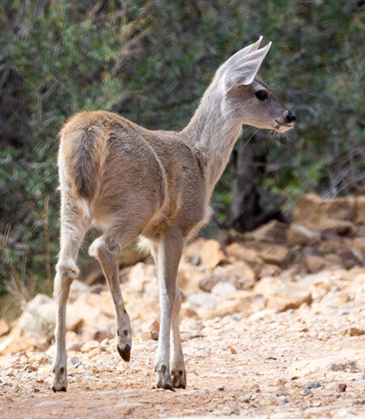 Coues Deer Arizona White-tailed Deer Odocoileus virginianus couesi