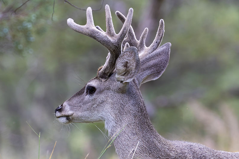 Coues Deer Arizona White-tailed Deer Odocoileus virginianus couesi