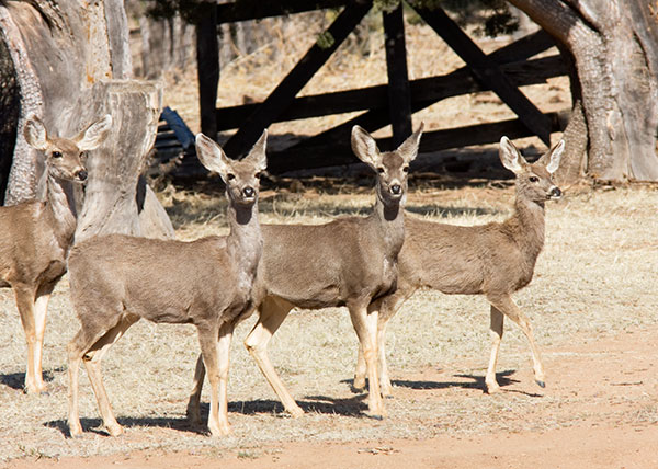 Mule Deer Odocoileus hemionus