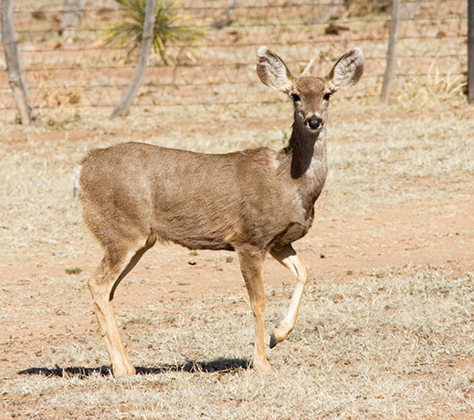 Mule Deer Odocoileus hemionus