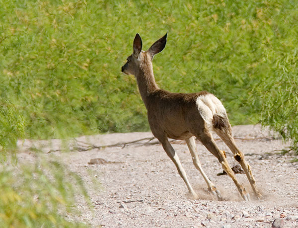 Mule Deer Odocoileus hemionus
