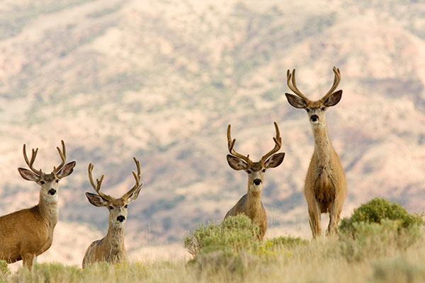 Mule Deer Odocoileus hemionus