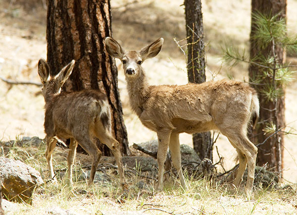 Mule Deer Odocoileus hemionus