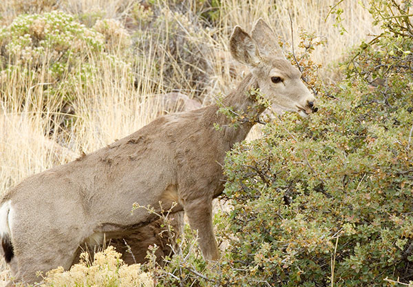 Mule Deer Odocoileus hemionus