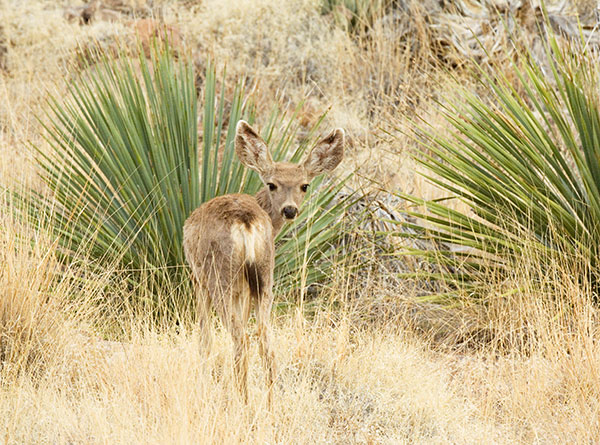 Mule Deer Odocoileus hemionus