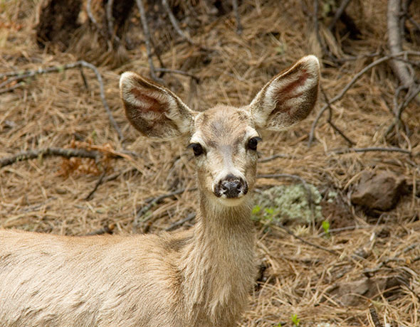 Mule Deer Odocoileus hemionus