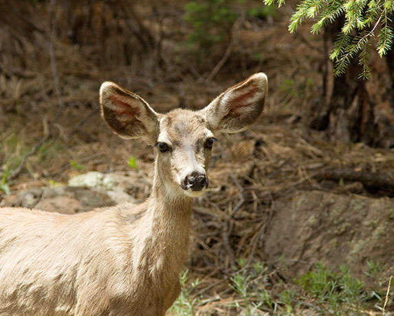 Mule Deer Odocoileus hemionus