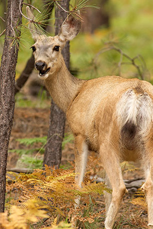 Mule Deer Odocoileus hemionus