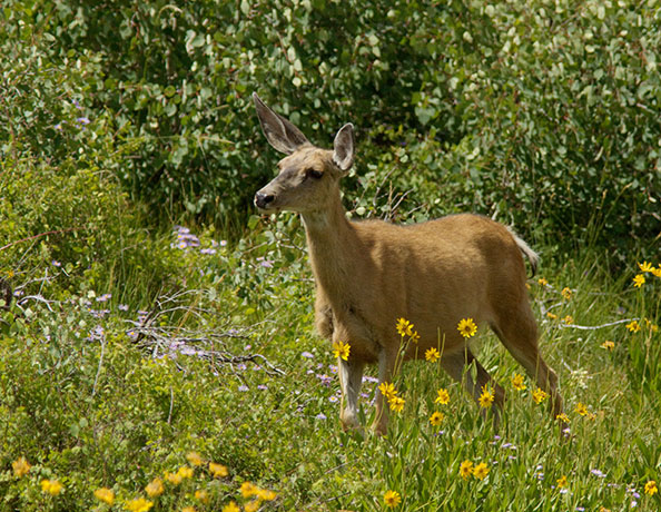 Mule Deer Odocoileus hemionus