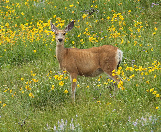 Mule Deer Odocoileus hemionus