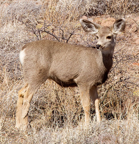 Mule Deer Odocoileus hemionus