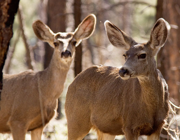 Mule Deer Odocoileus hemionus