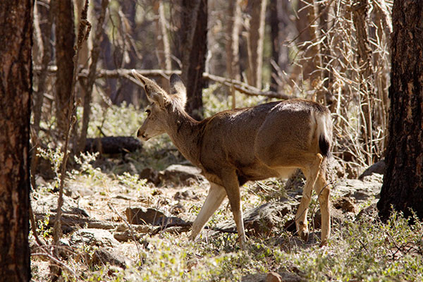 Mule Deer Odocoileus hemionus