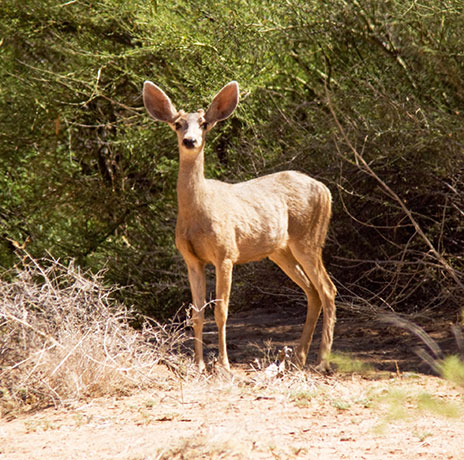Mule Deer Odocoileus hemionus