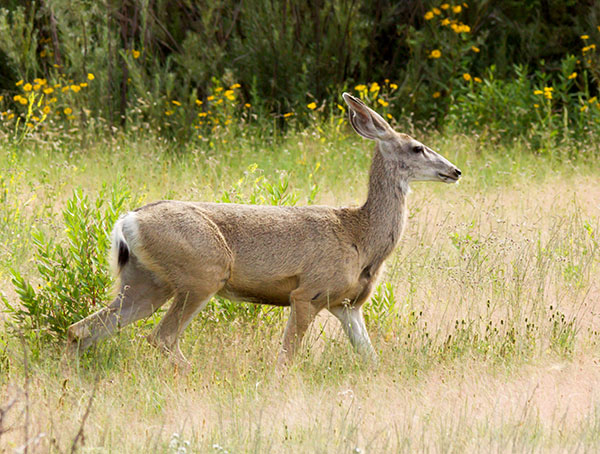 Mule Deer Odocoileus hemionus
