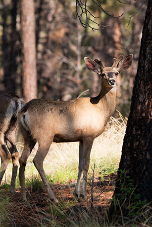 Mule Deer Odocoileus hemionus
