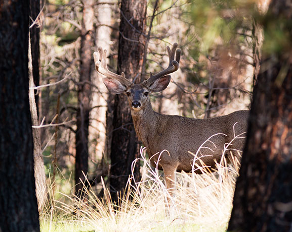 Mule Deer Odocoileus hemionus