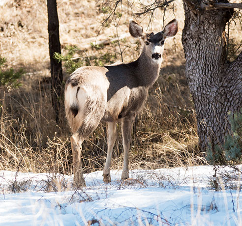Mule Deer Odocoileus hemionus