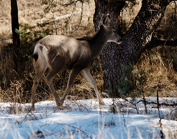 Mule Deer Odocoileus hemionus