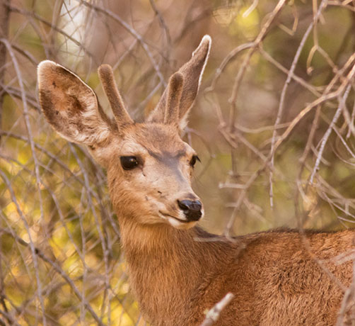 Mule Deer Odocoileus hemionus