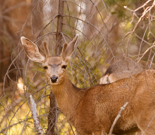 Mule Deer Odocoileus hemionus