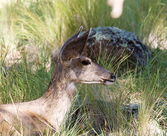Mule Deer Odocoileus hemionus