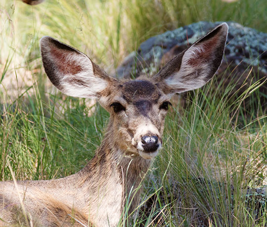 Mule Deer Odocoileus hemionus