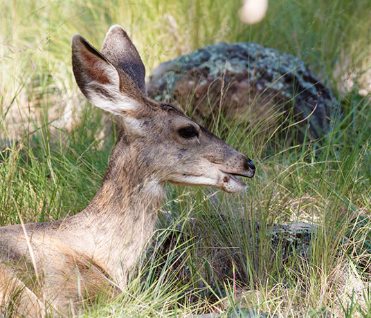 Mule Deer Odocoileus hemionus