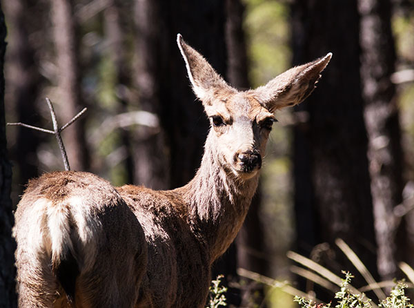 Mule Deer Odocoileus hemionus