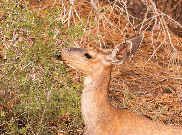 Mule Deer Odocoileus hemionus