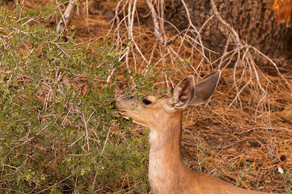 Mule Deer Odocoileus hemionus