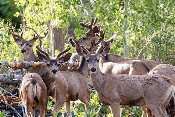 Mule Deer Odocoileus hemionus