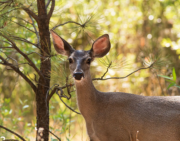 Mule Deer Odocoileus hemionus