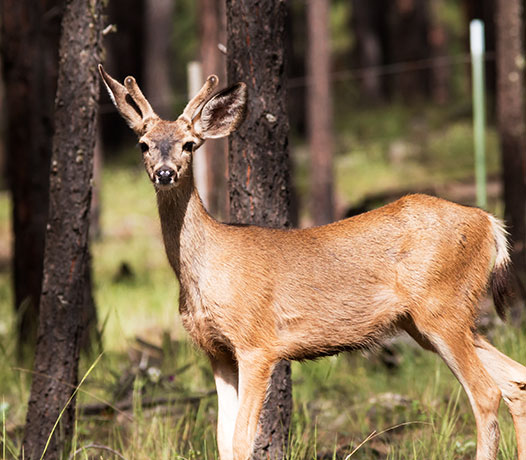 Mule Deer Odocoileus hemionus