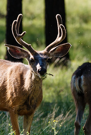 Mule Deer Odocoileus hemionus