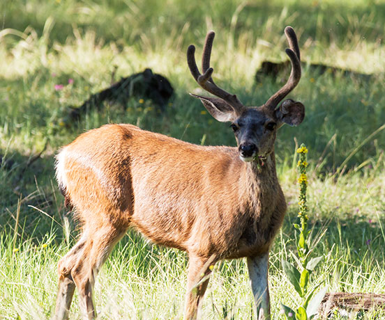 Mule Deer Odocoileus hemionus