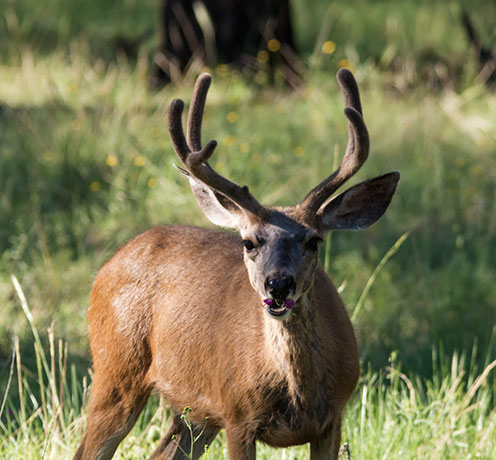 Mule Deer Odocoileus hemionus