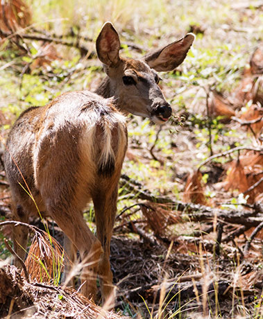 Mule Deer Odocoileus hemionus