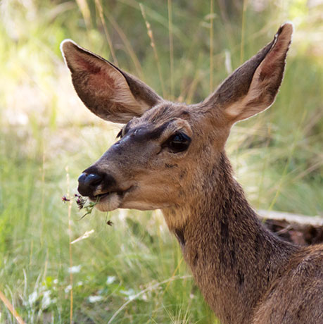 Mule Deer Odocoileus hemionus