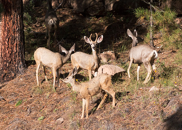 Mule Deer Odocoileus hemionus