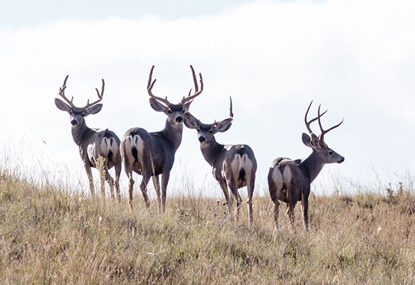 Mule Deer Odocoileus hemionus
