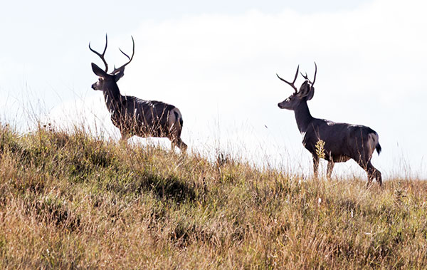 Mule Deer Odocoileus hemionus