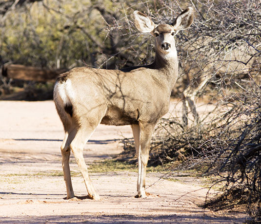 Mule Deer Odocoileus hemionus