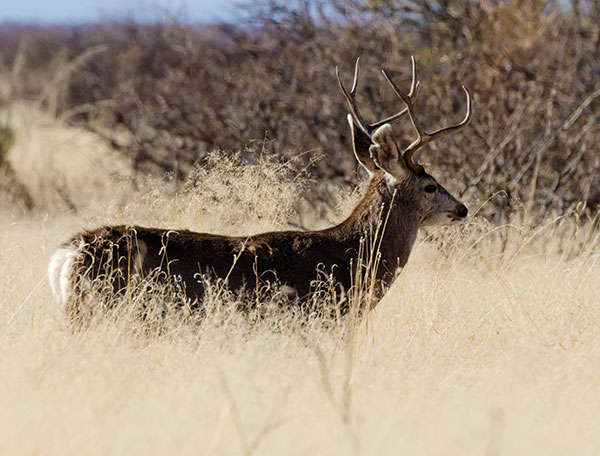 Mule Deer Odocoileus hemionus