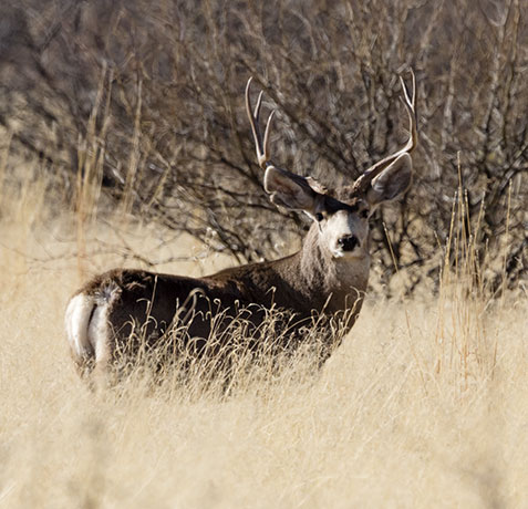 Mule Deer Odocoileus hemionus