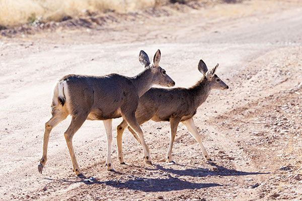 Mule Deer Odocoileus hemionus