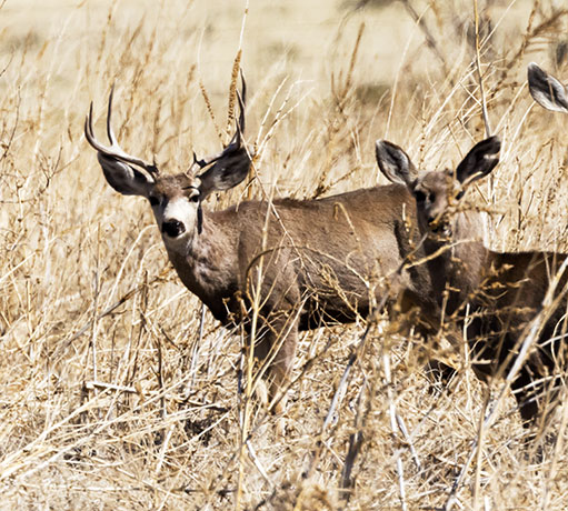 Mule Deer Odocoileus hemionus